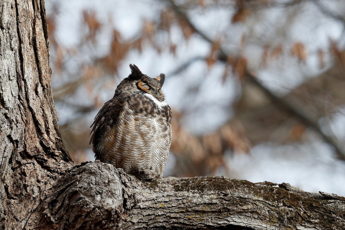 Great Horned Owl - ML616894194