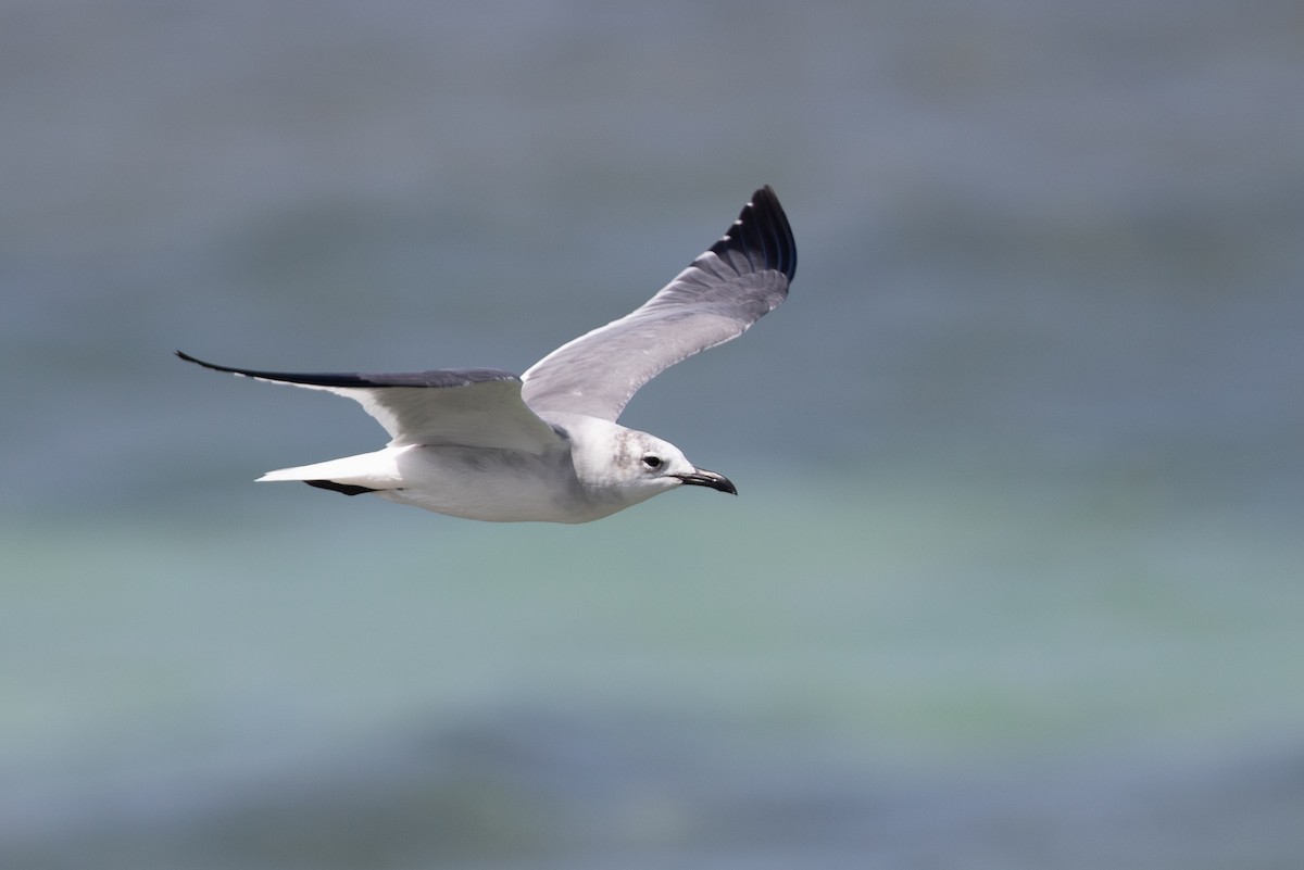 Laughing Gull - Cory Gregory