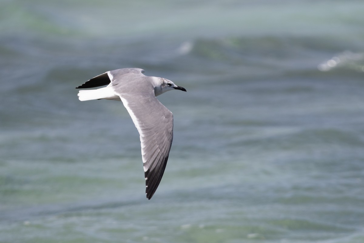 Laughing Gull - Cory Gregory