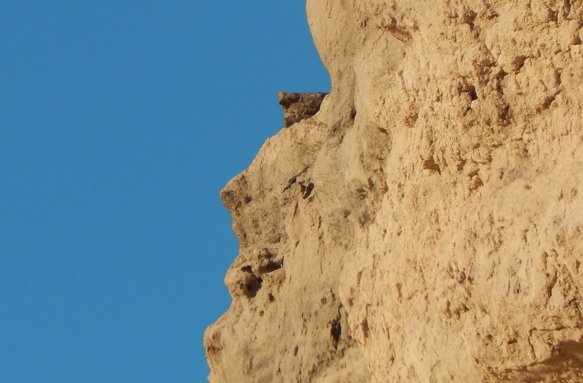 Rock Pigeon (Feral Pigeon) - ML616894361