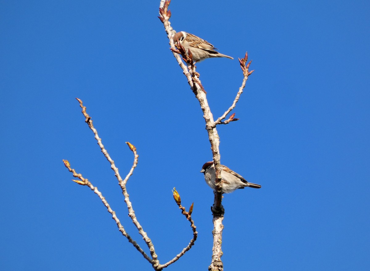 Eurasian Tree Sparrow - ML616894393