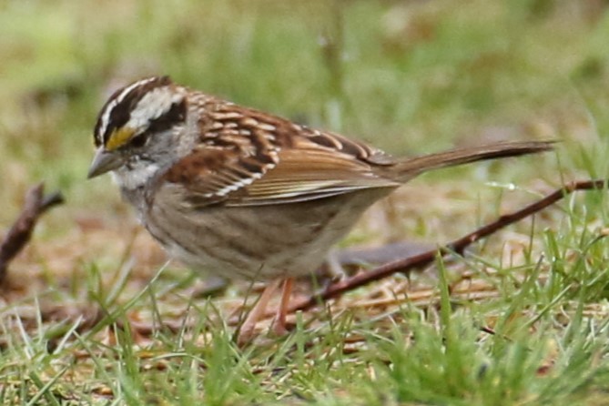White-throated Sparrow - michael vedder