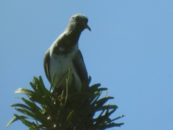 Namaqua Dove - ML616894455