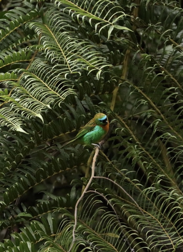 Brassy-breasted Tanager - ML616894628