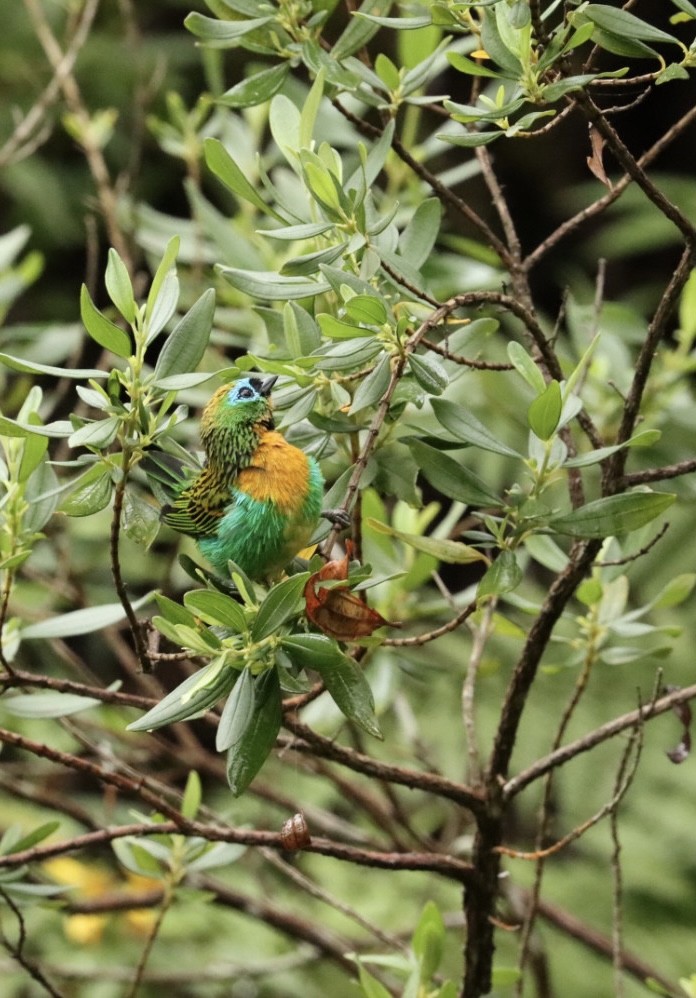 Brassy-breasted Tanager - ML616894629