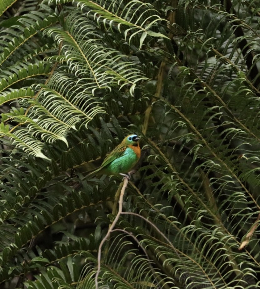 Brassy-breasted Tanager - ML616894631
