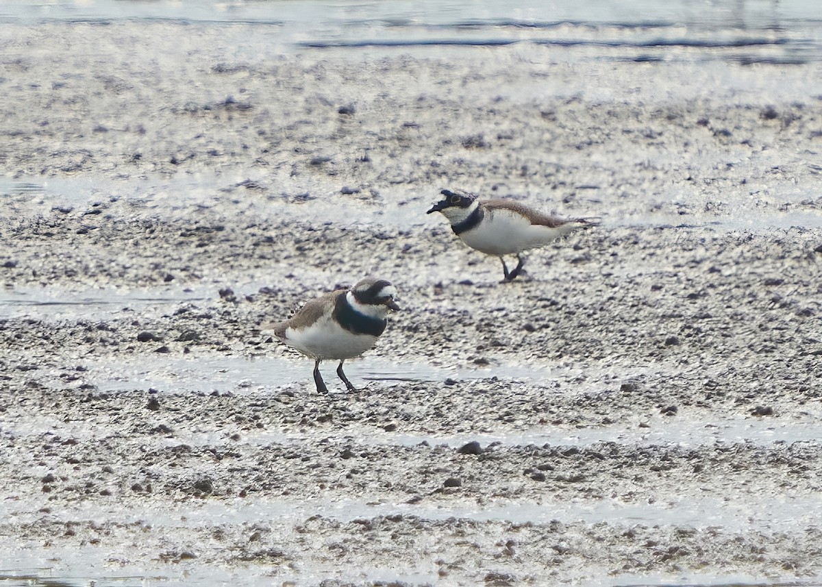 Common Ringed Plover - Chieh-Peng Chen