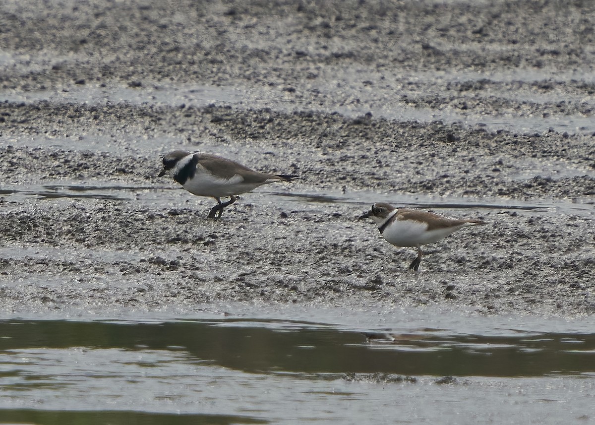 Common Ringed Plover - ML616894684