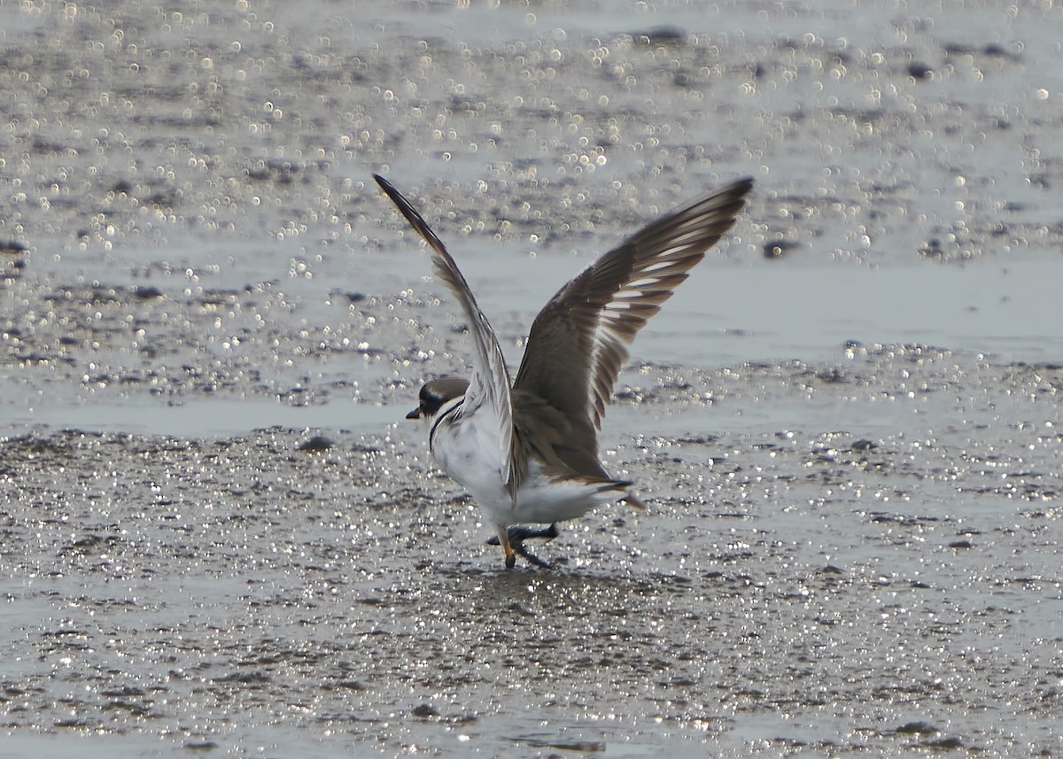 Common Ringed Plover - ML616894685