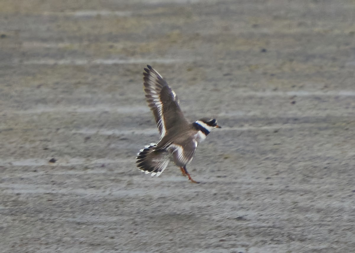 Common Ringed Plover - ML616894687