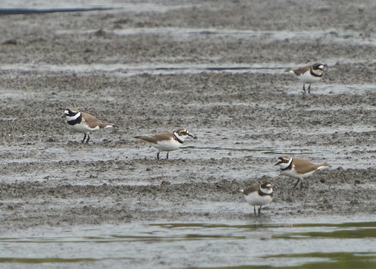 Common Ringed Plover - ML616894688