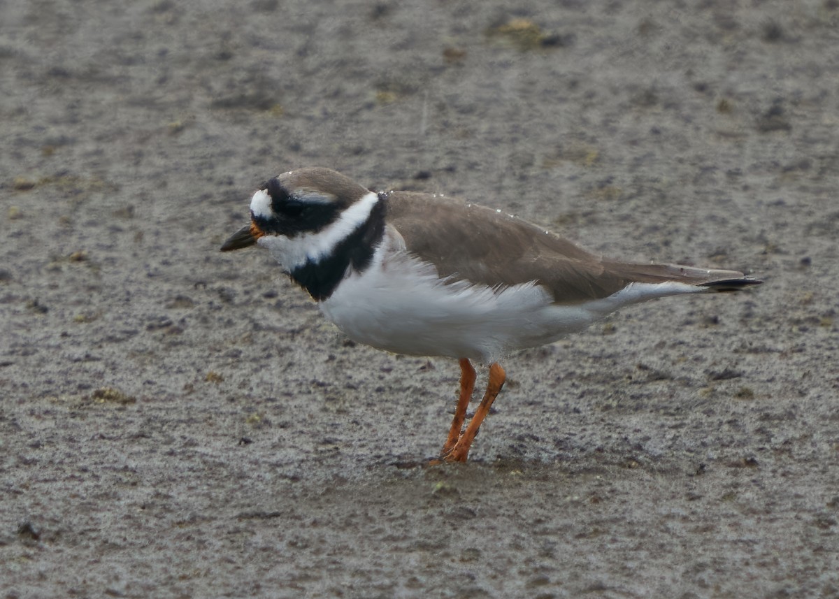 Common Ringed Plover - ML616894689