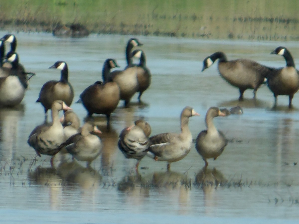 Greater White-fronted Goose - ML616894700