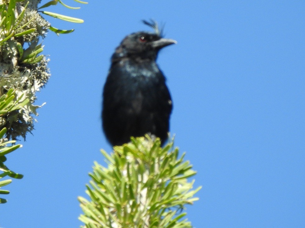 Crested Drongo - ML616894736