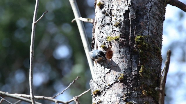 Red-breasted Nuthatch - ML616894825