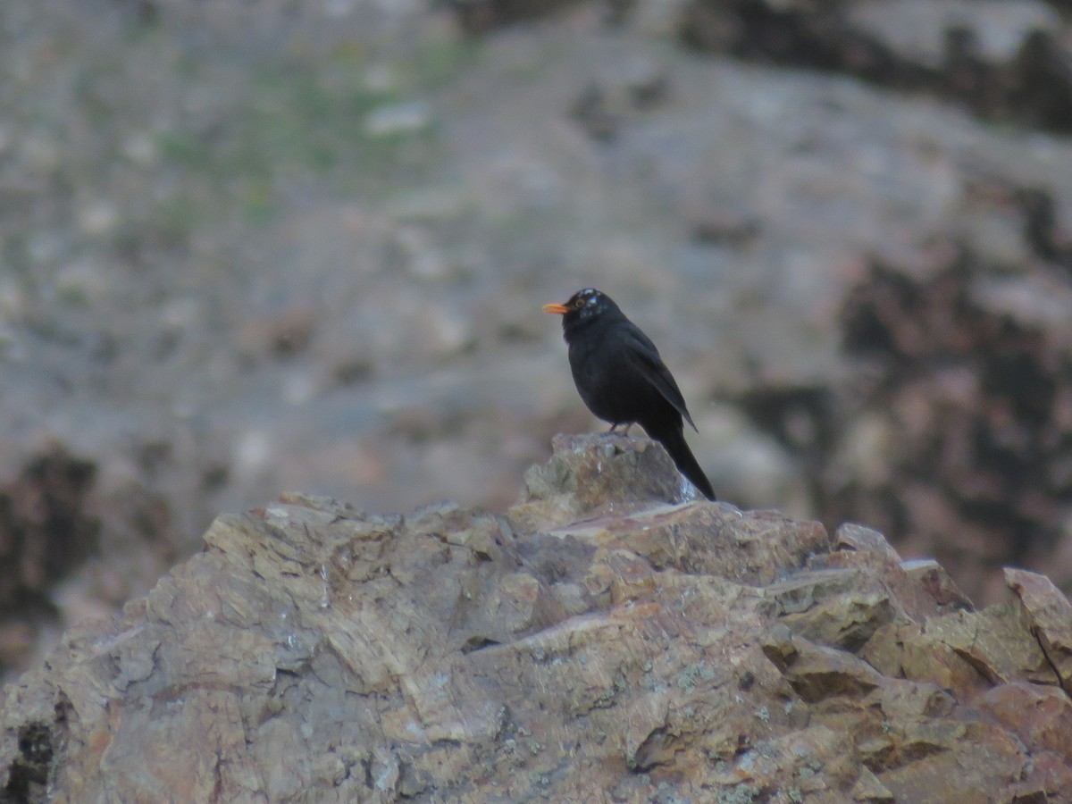 Eurasian Blackbird - ML616894838