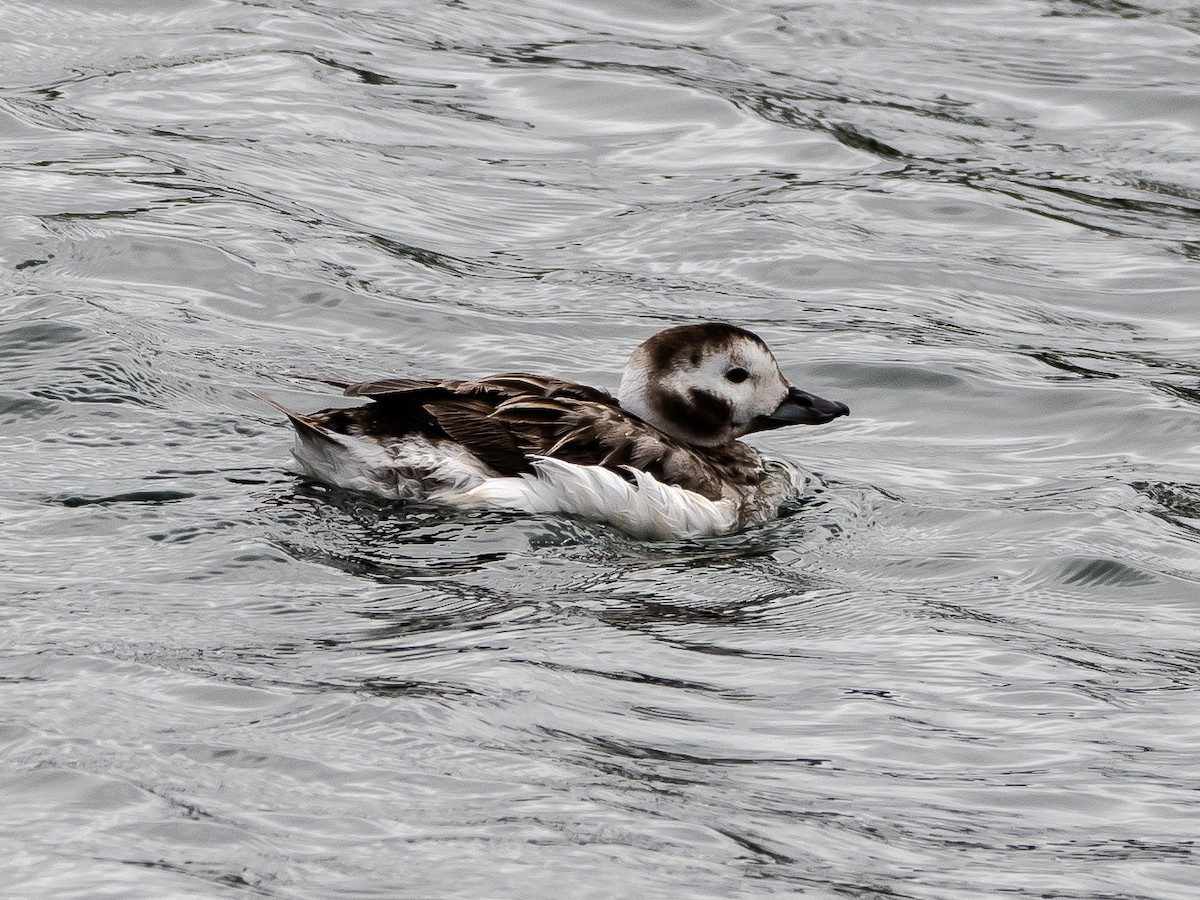 Long-tailed Duck - ML616894871