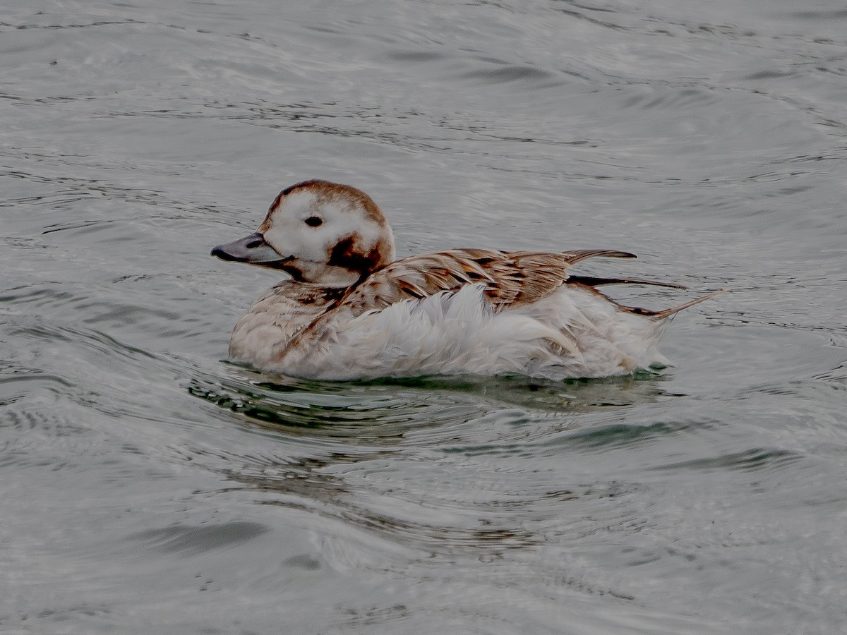 Long-tailed Duck - ML616894872