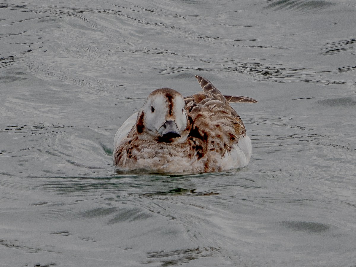Long-tailed Duck - ML616894874