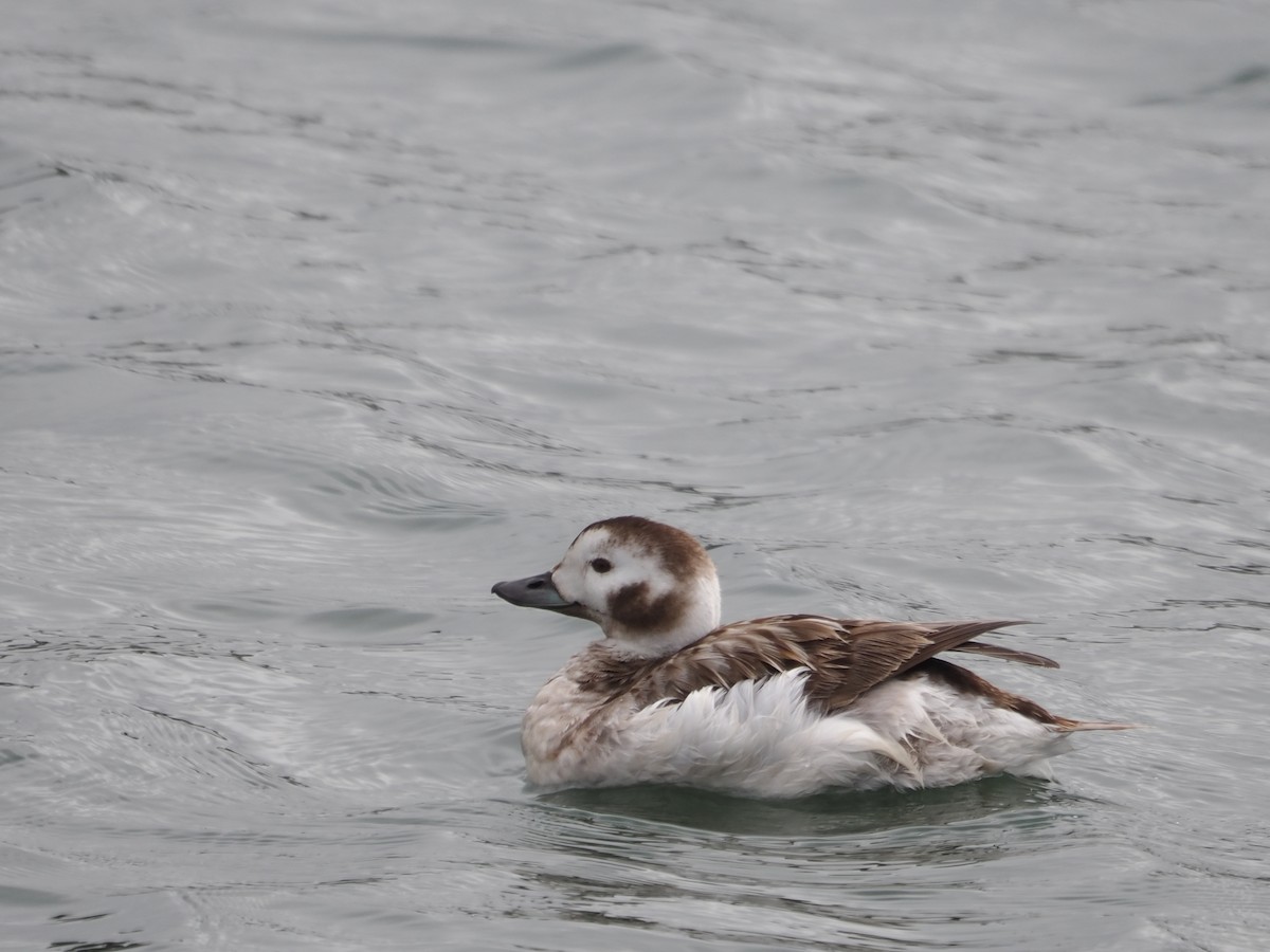 Long-tailed Duck - ML616894877