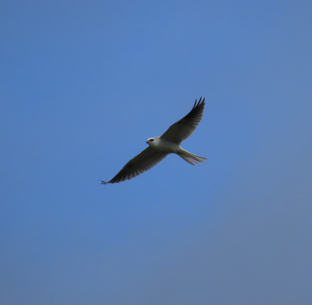 White-tailed Kite - ML616894981