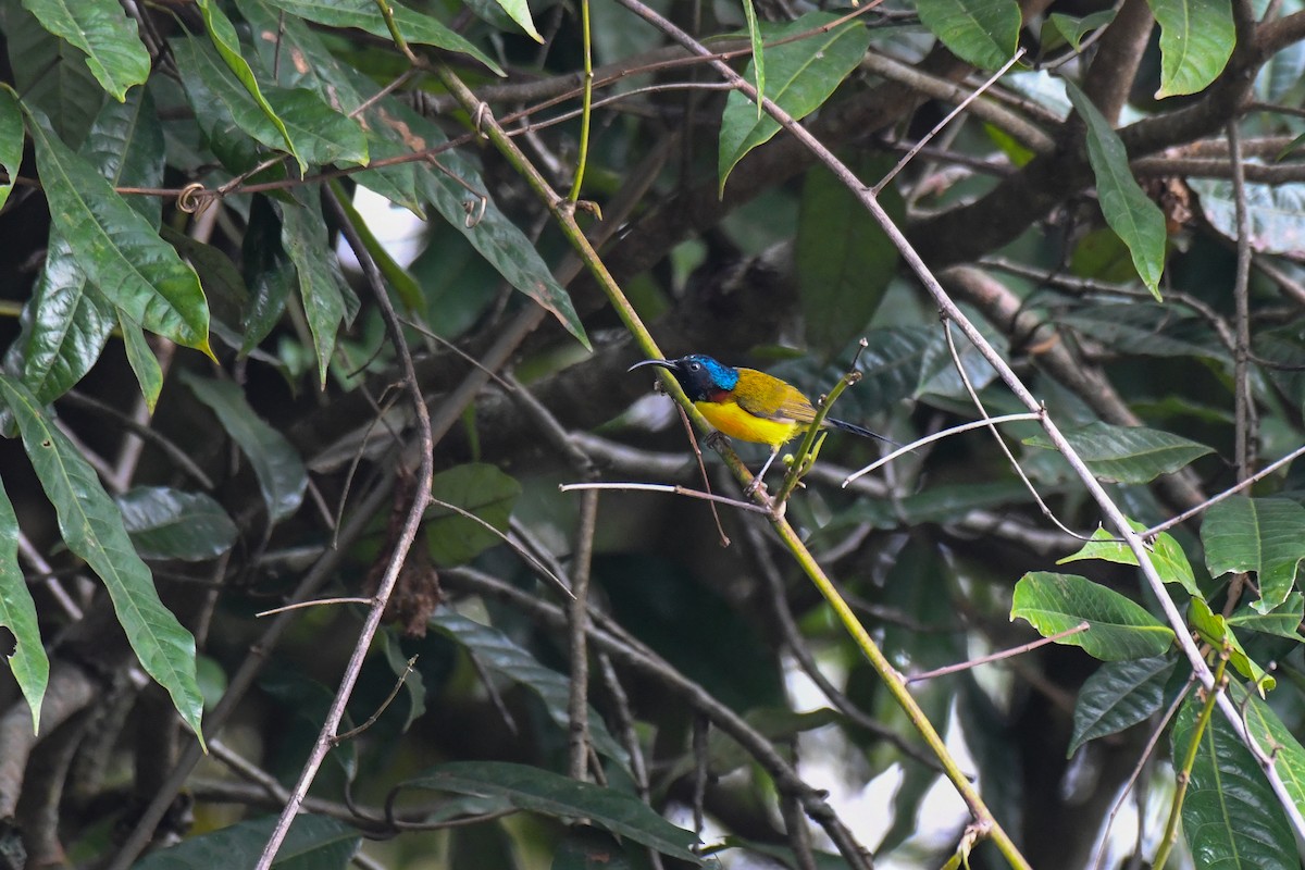 Green-tailed Sunbird (Green-tailed) - ML616895034