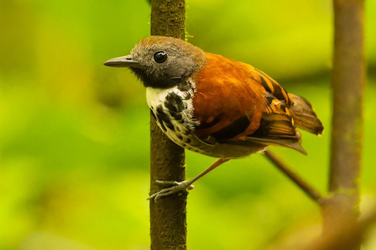 Spotted Antbird - ML616895040