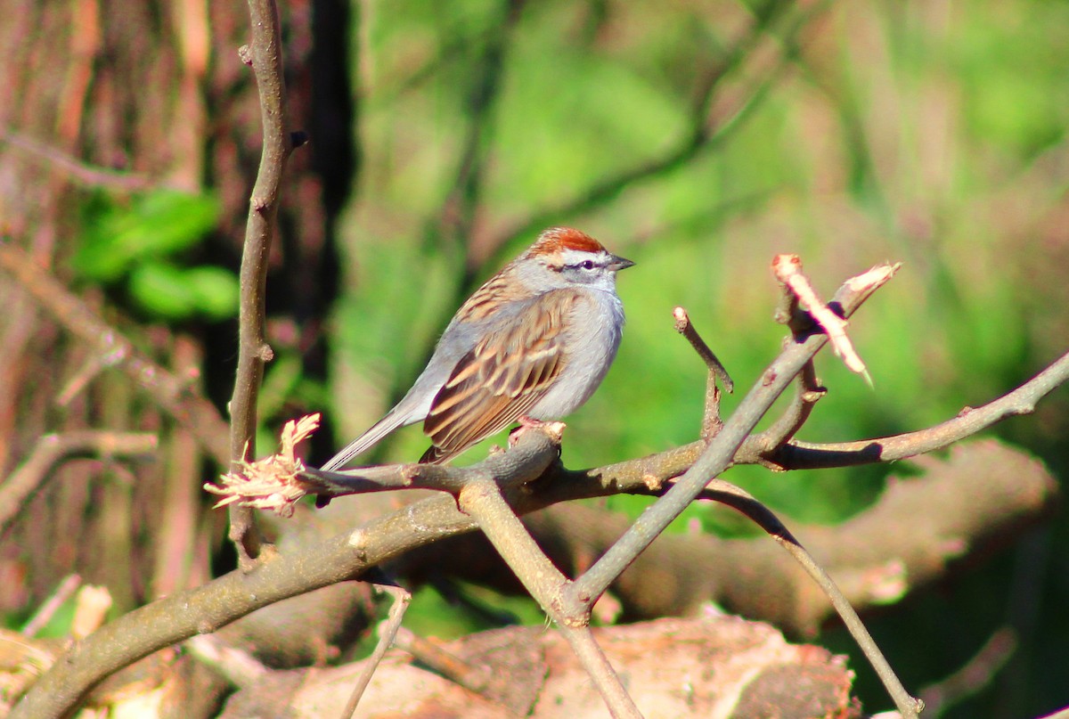 Chipping Sparrow - ML616895127