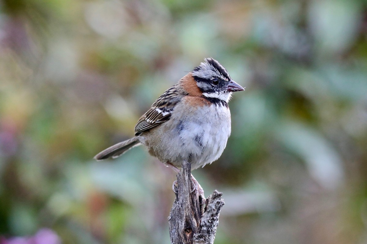 Rufous-collared Sparrow - ML616895264