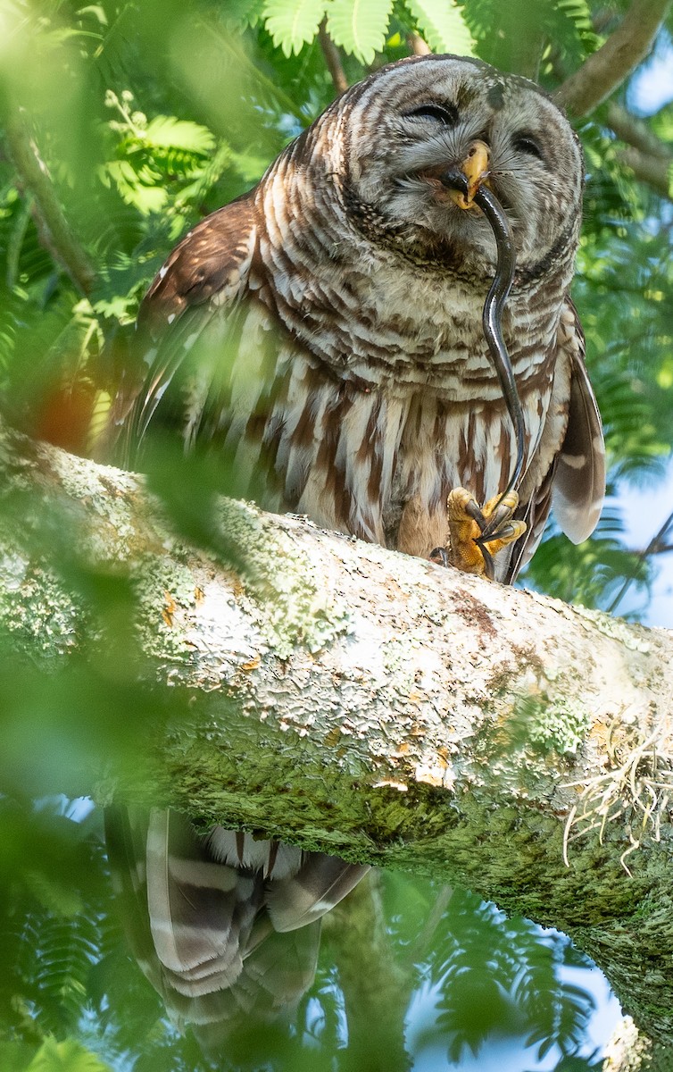 eBird Checklist 4 Apr 2024 Mead Botanical Gardens 38 species