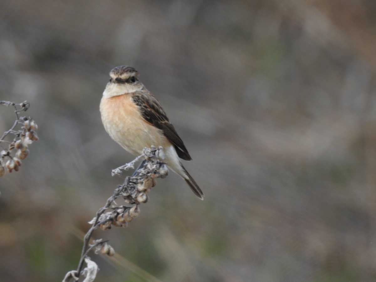 Whinchat - ML616895475