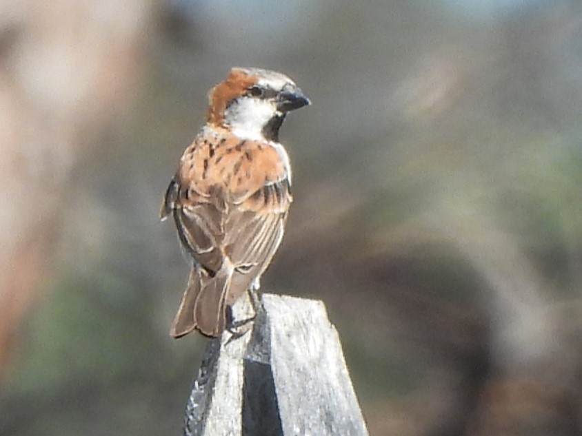 Great Rufous Sparrow - ML616895570