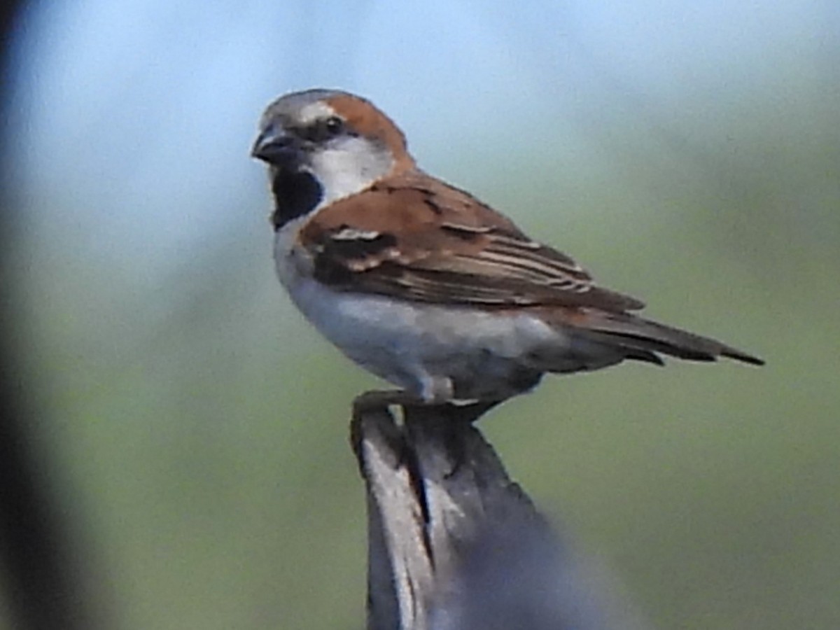 Great Rufous Sparrow - ML616895580