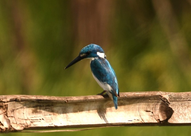 Small Blue Kingfisher - ML616895600