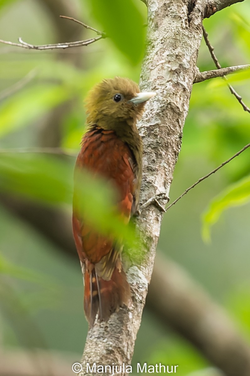 Pale-headed Woodpecker - ML616895696