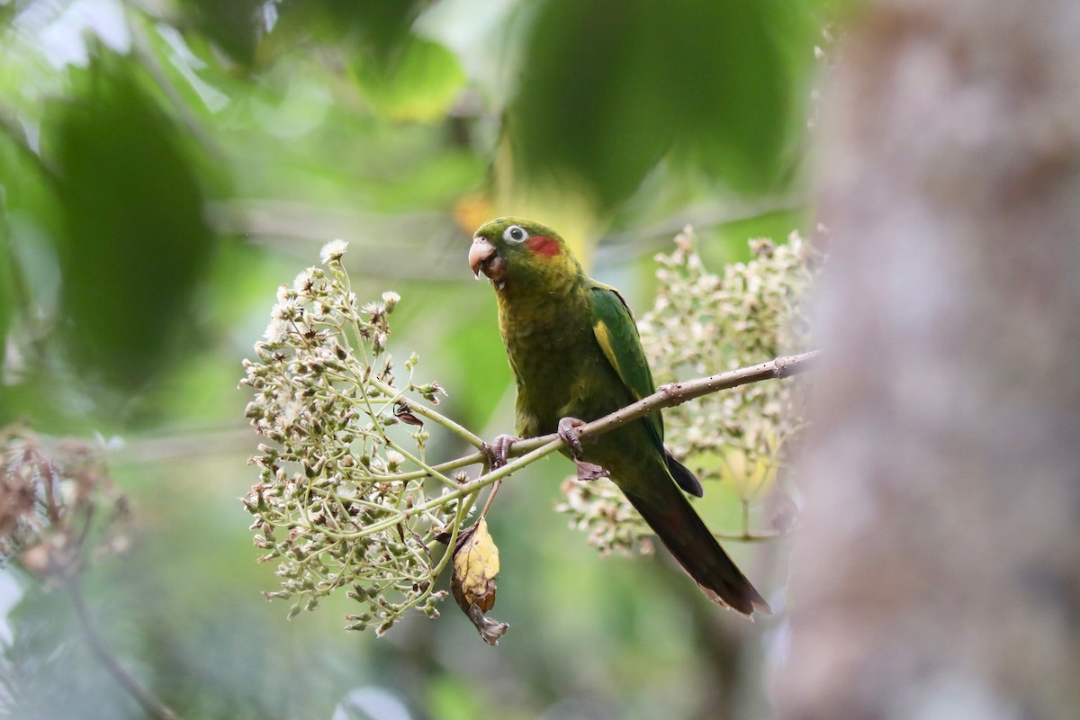 Sulphur-winged Parakeet - Martin Hosier