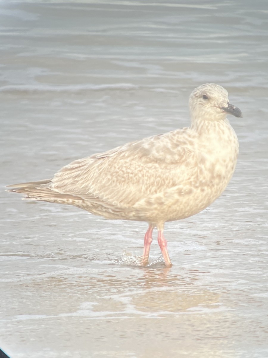 Glaucous-winged Gull - Griffin Davies