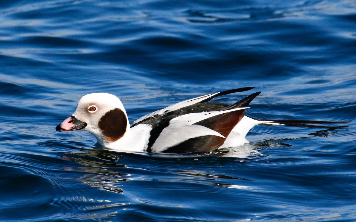 Long-tailed Duck - ML616895995