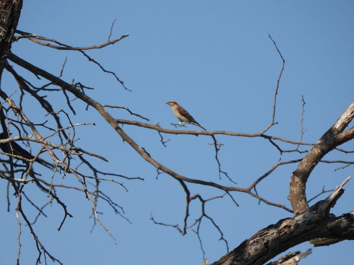 Yellow-throated Bush Sparrow - Stefan  Bruhn