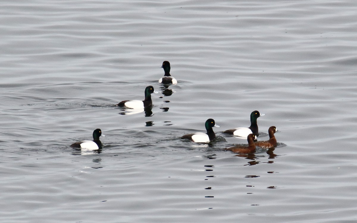 Greater Scaup - ML616896355