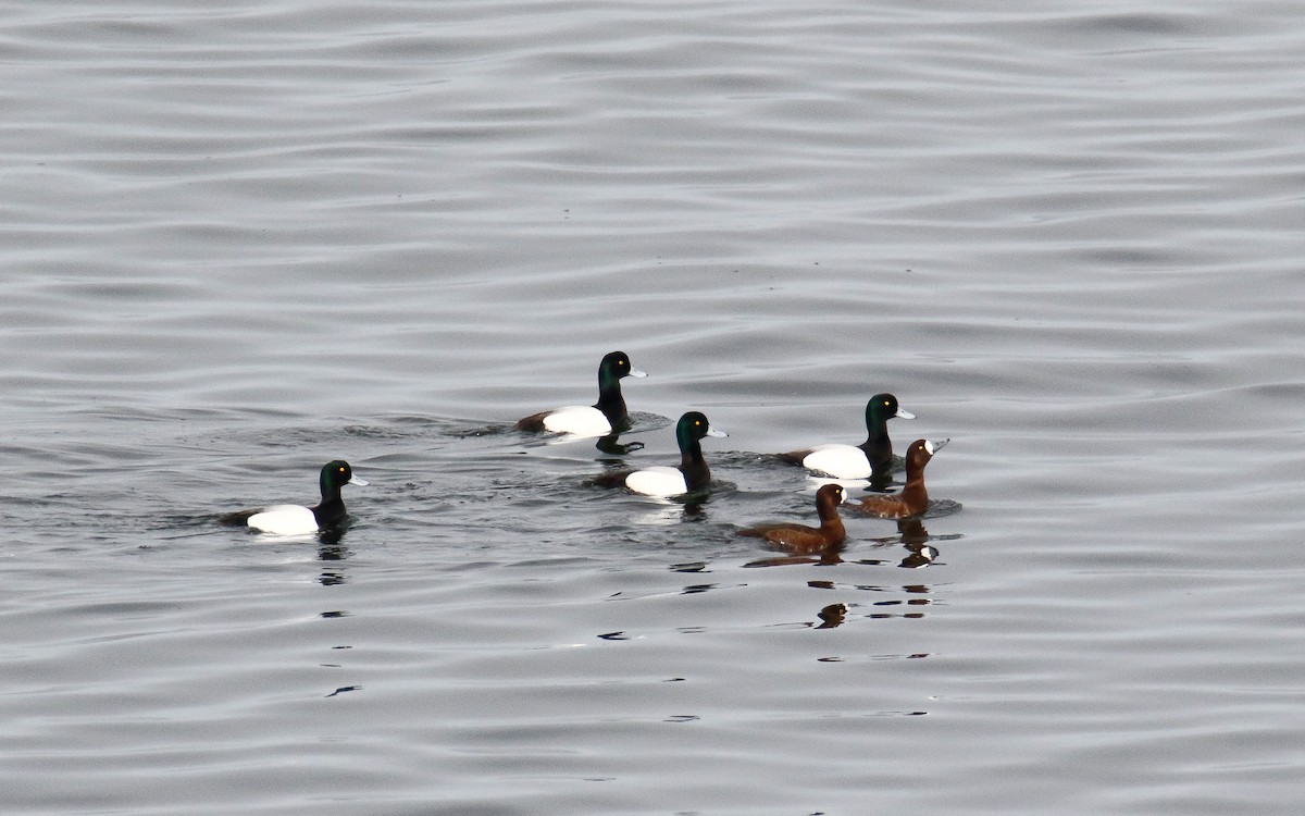 Greater Scaup - ML616896356