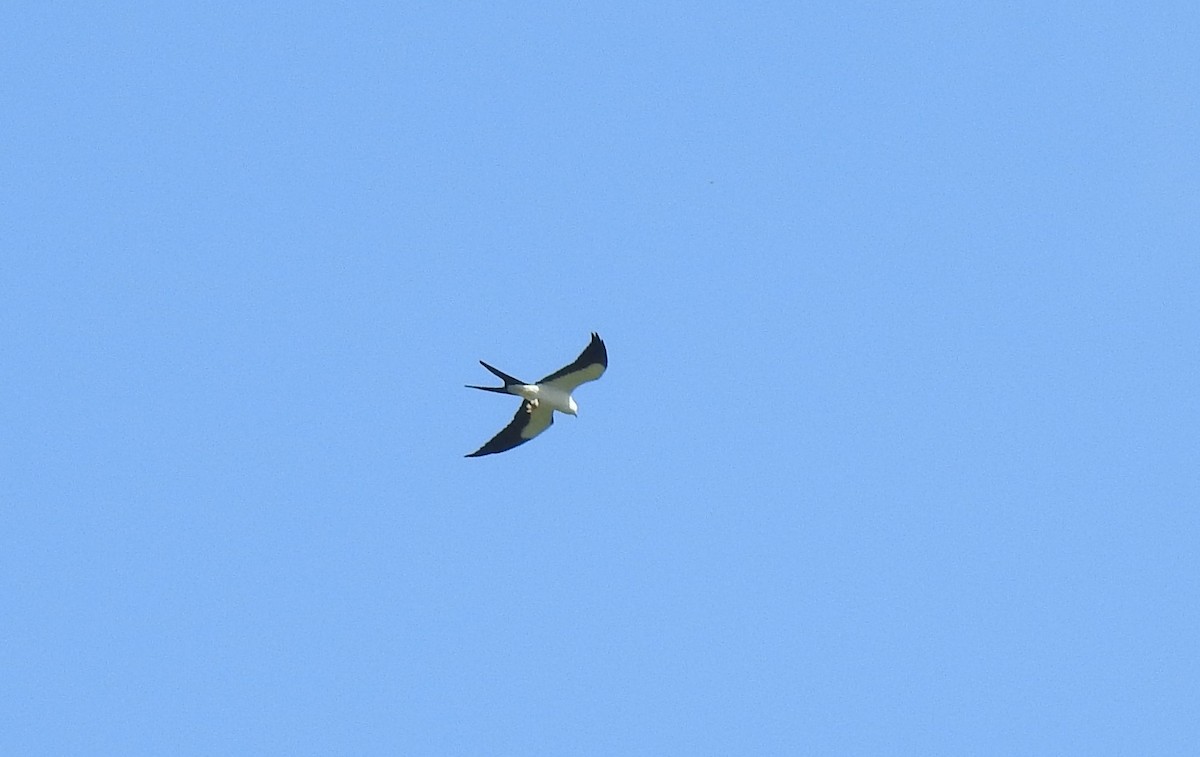 Swallow-tailed Kite - ML616896371
