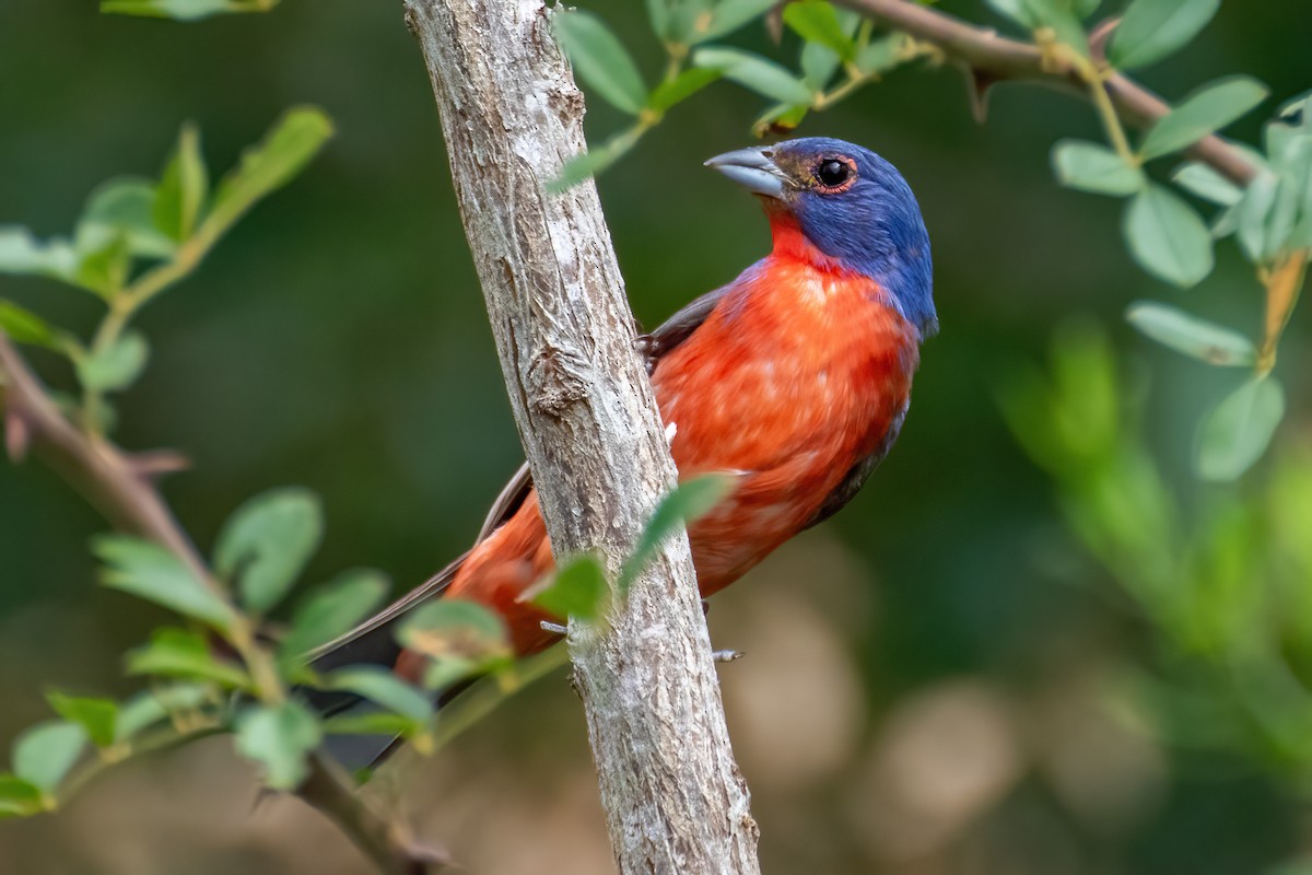 Painted Bunting - ML616896385