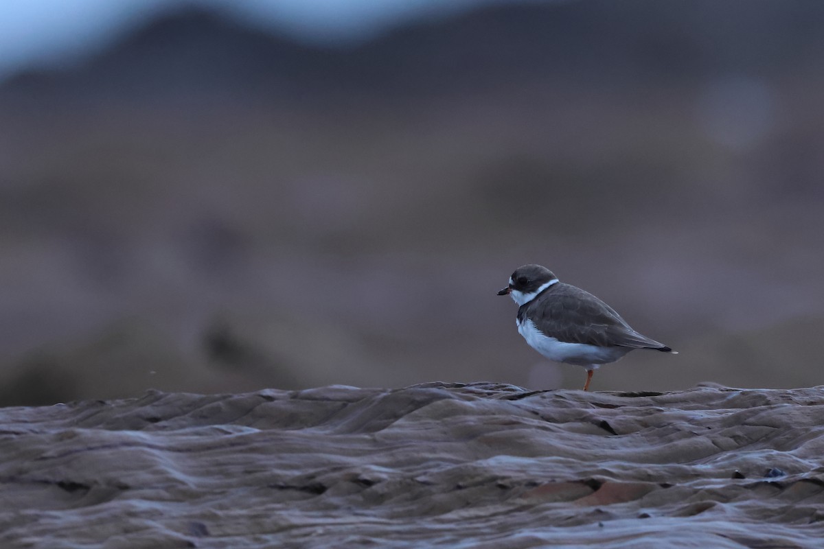 Semipalmated Plover - ML616896408