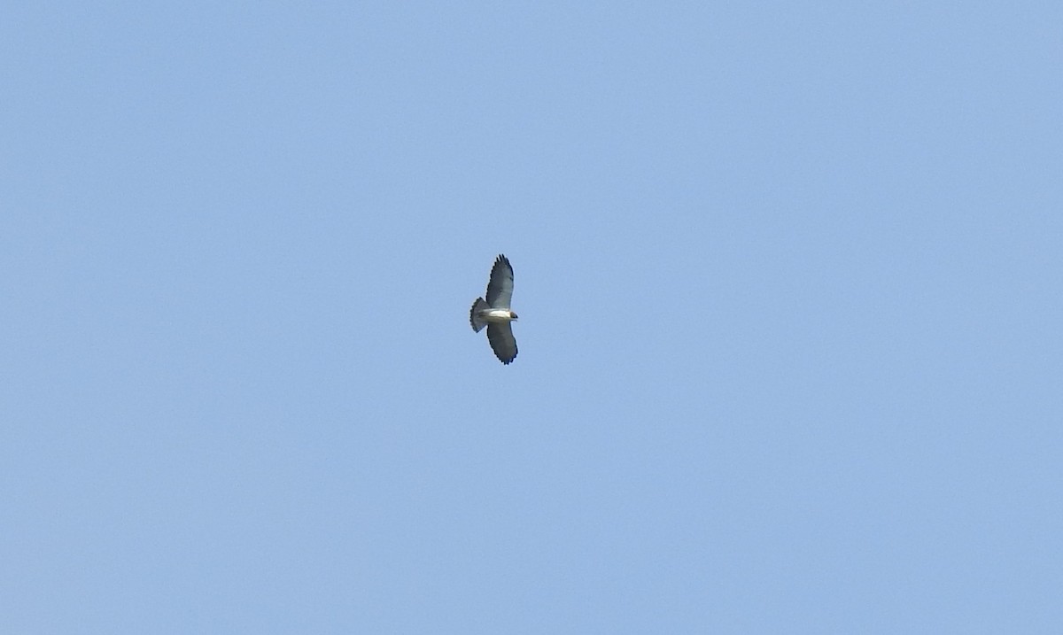 Short-tailed Hawk - ML616896410