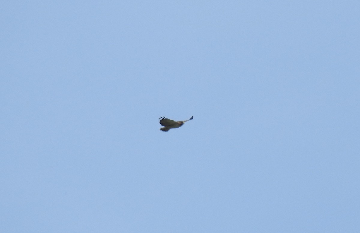 Short-tailed Hawk - ML616896418