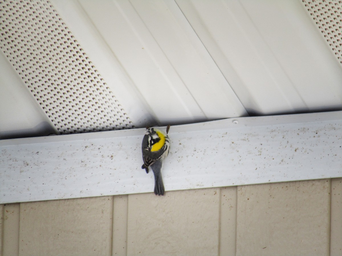 Yellow-throated Warbler - ML616896548