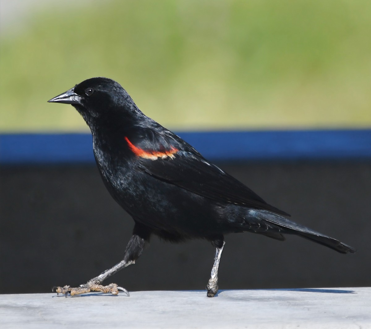 Red-winged Blackbird - ML616896624