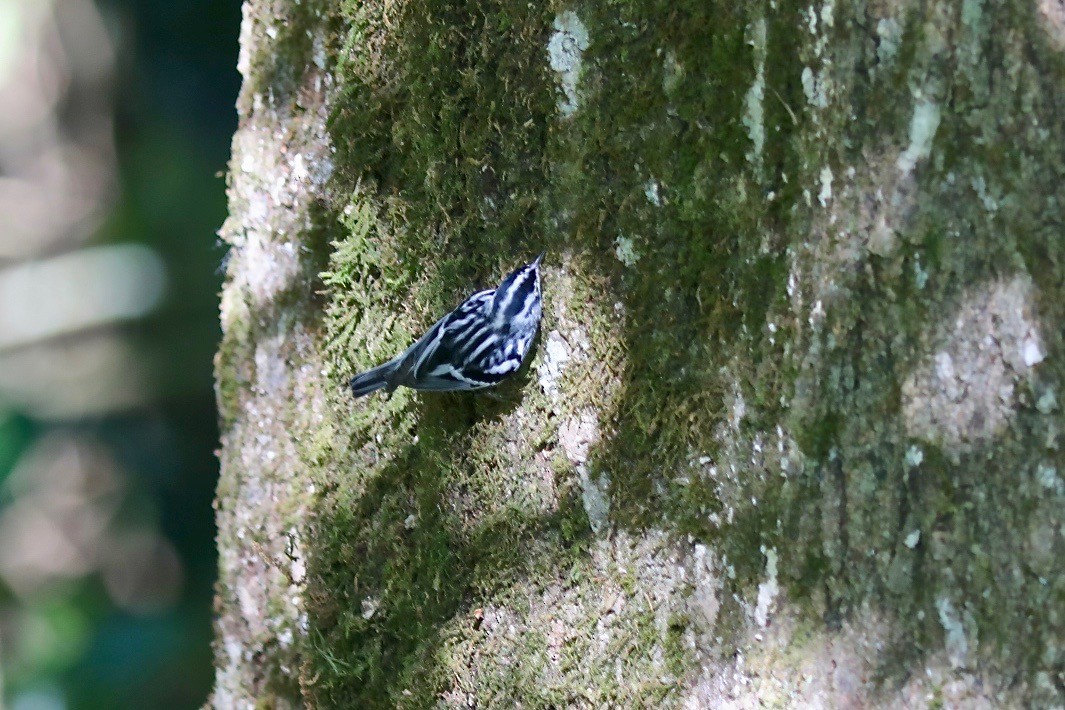 Black-and-white Warbler - ML616896750