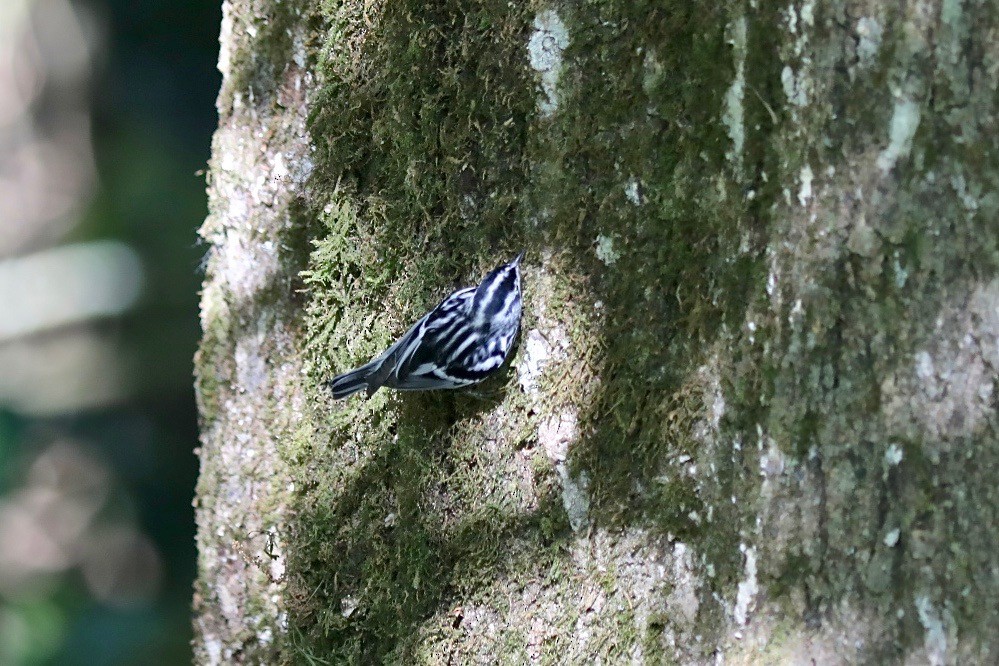Black-and-white Warbler - ML616896759